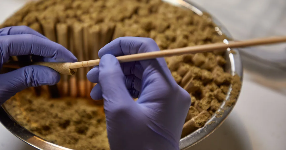 Gloved hands packing ground flower into a roll with a stick