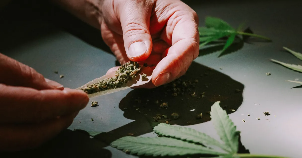 Hands rolling ground flower into a paper with no tip