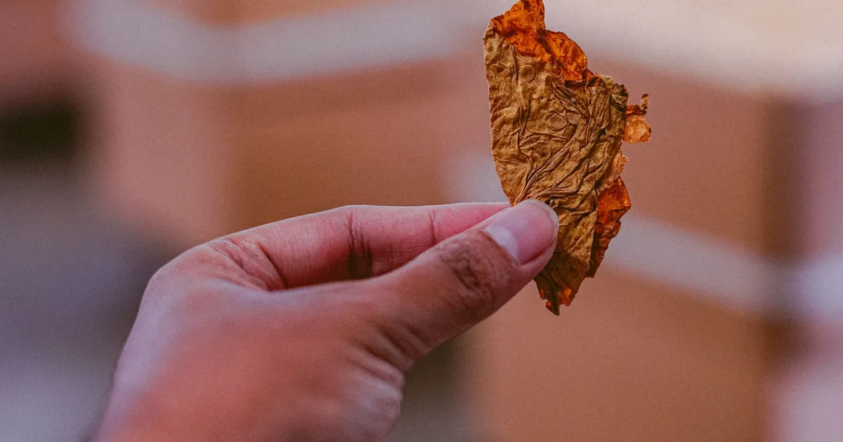 A hand holding a dried tobacco leaf