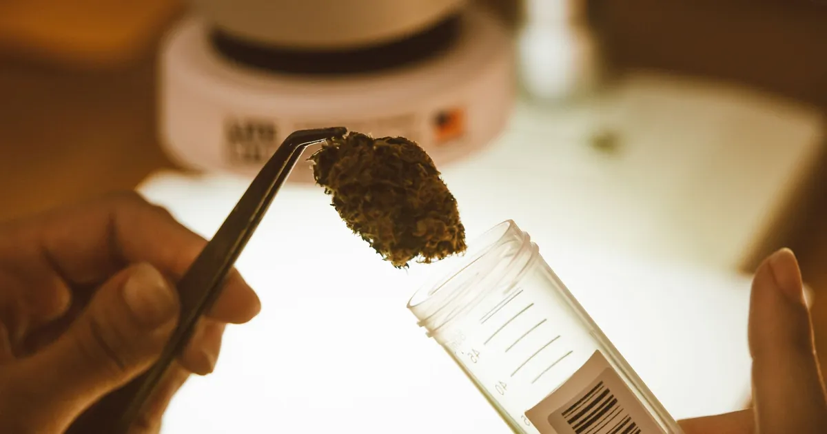 A piece of hash held with tweezers over a glass tube
